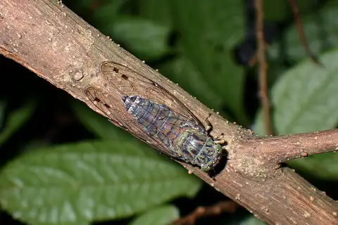 Euterpnosia viridifrons