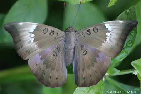 Common Baron