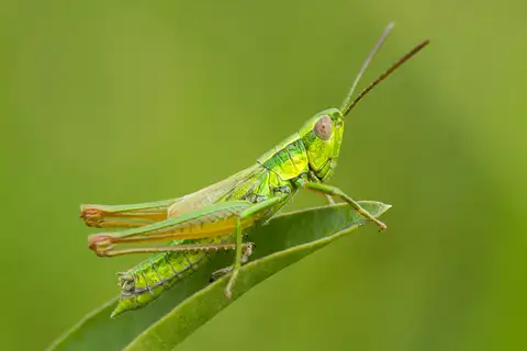 Small Gold Grasshopper