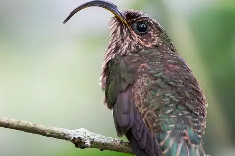 White-tipped Sicklebill