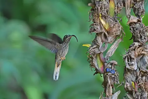 Buff-tailed Sicklebill