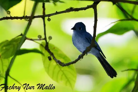 Cerulean Flycatcher
