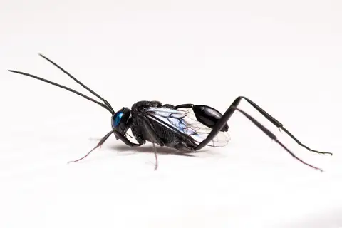 Blue-eyed Ensign Wasp