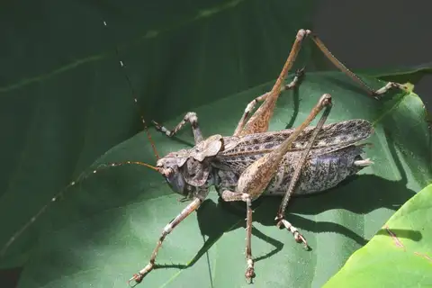 Gran Canaria Bush-Cricket