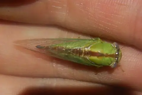 Northern Wattle Cicada