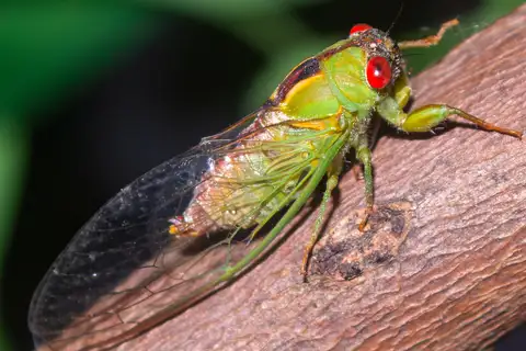Inland Wattle Cicada