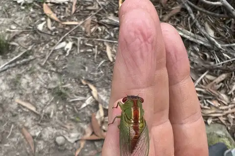 Broad-striped Wattle Cicada