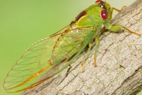 Thin-striped Wattle Cicada