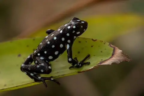 Marañón Poison Frog