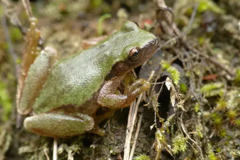 Sumichrast's Tree Frog