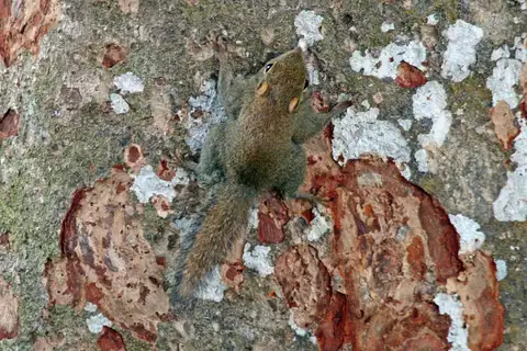Least Pygmy Squirrel