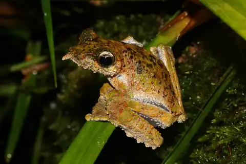 Efogi Tree Frog