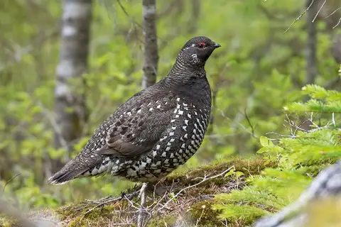 Siberian Grouse