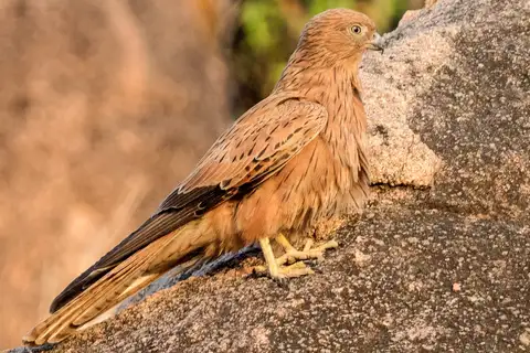 Fox Kestrel