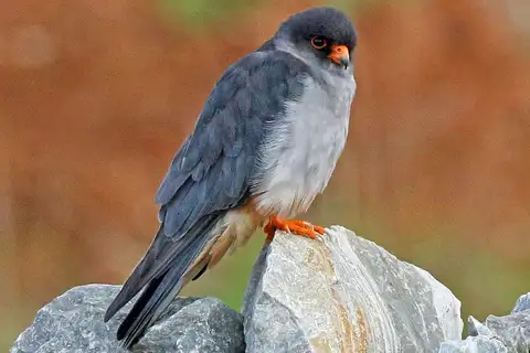 Amur Falcon