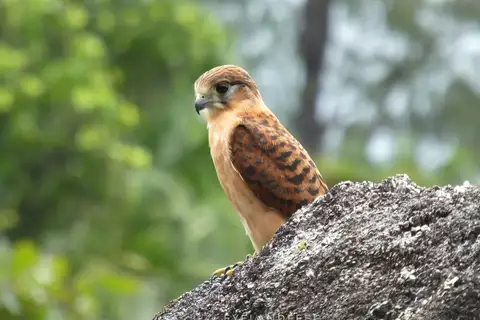 Seychelles Kestrel