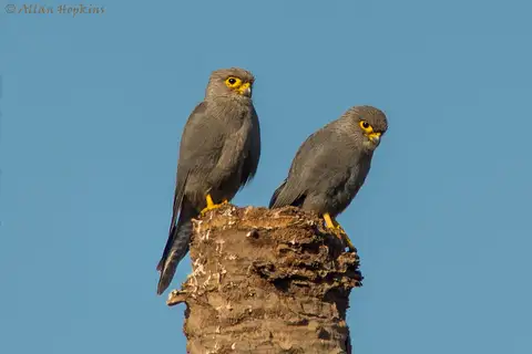 Grey Kestrel
