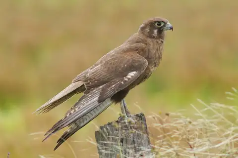 Brown Falcon
