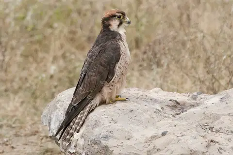 Lanner Falcon