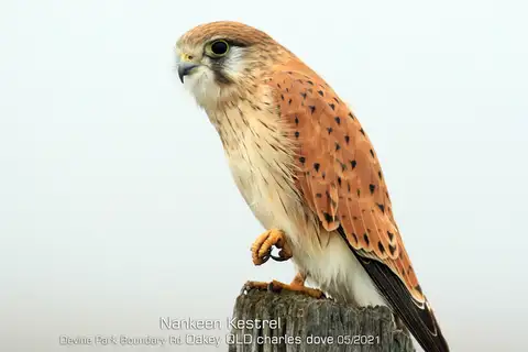 Nankeen Kestrel