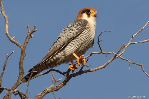 Red-necked Falcon