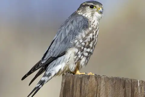 Merlin
