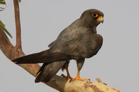 Sooty Falcon