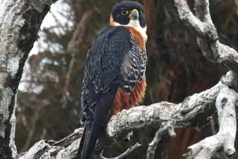 Orange-breasted Falcon