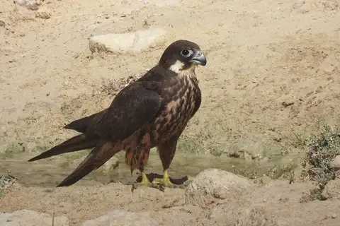 Eleonora's Falcon