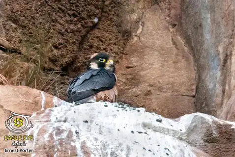 Taita Falcon