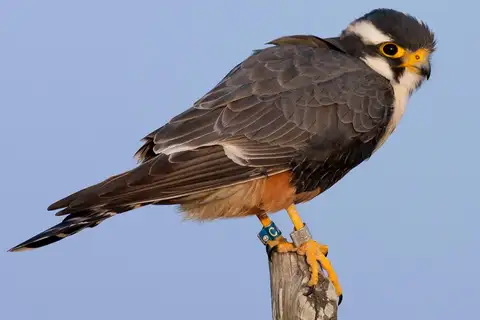 Aplomado Falcon