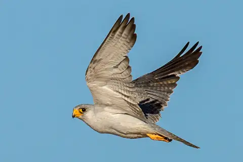 Grey Falcon