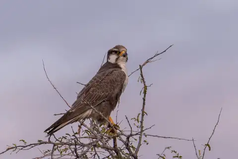Laggar Falcon