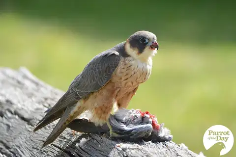 Australian Hobby