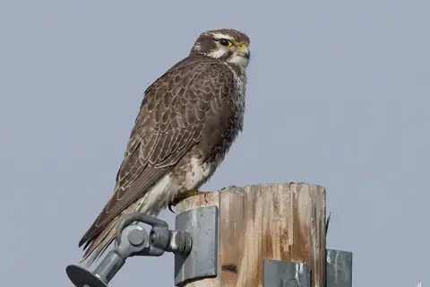 Prairie Falcon