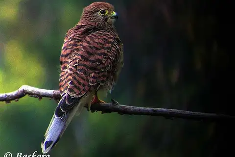 Spotted Kestrel