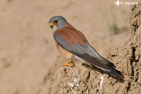 Lesser Kestrel