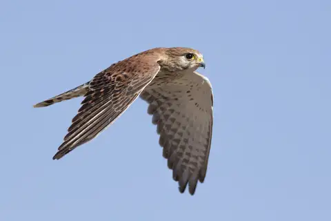 Malagasy Kestrel