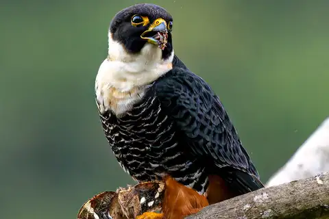 Bat Falcon