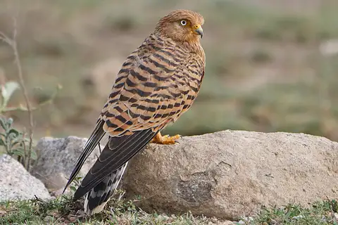 Greater Kestrel