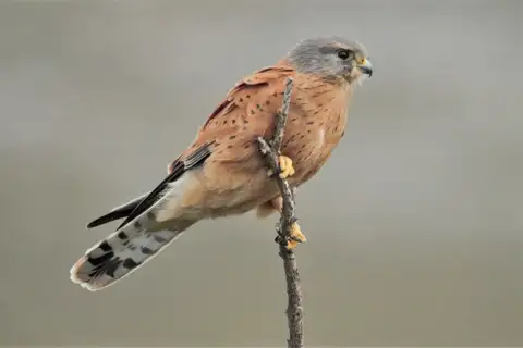 Rock Kestrel