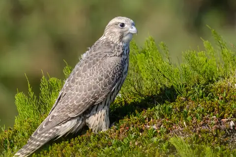 Gyrfalcon