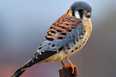 American Kestrel