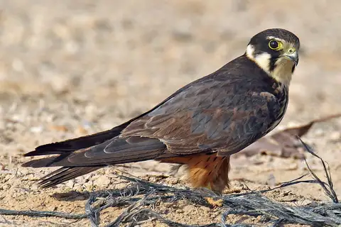 Eurasian Hobby