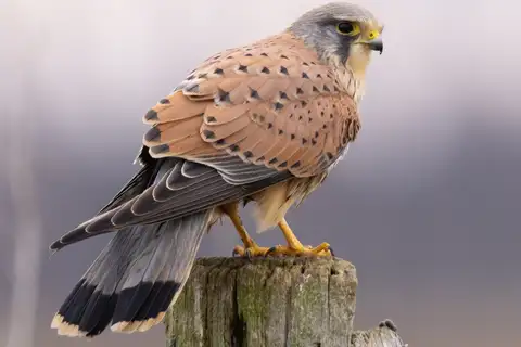 Common Kestrel