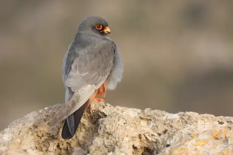 Red-footed Falcon
