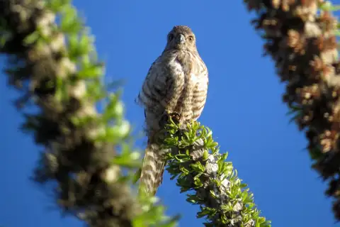 Banded Kestrel