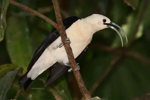 Sickle-billed Vanga