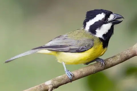 Eastern Shriketit