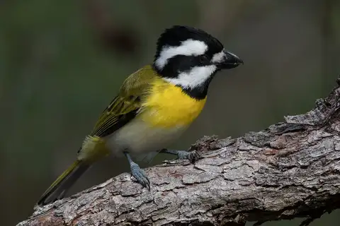 Western Shriketit